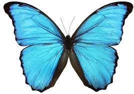 Blue butterfly