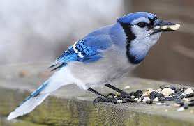 Blue Jay