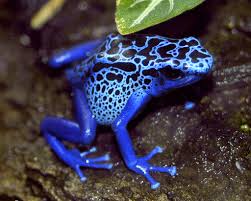 Blue Poison Dart Frog