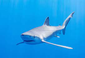 Blue shark