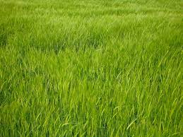 Green grass