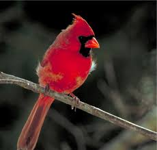 Red Cardinal