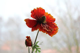Red poppy
