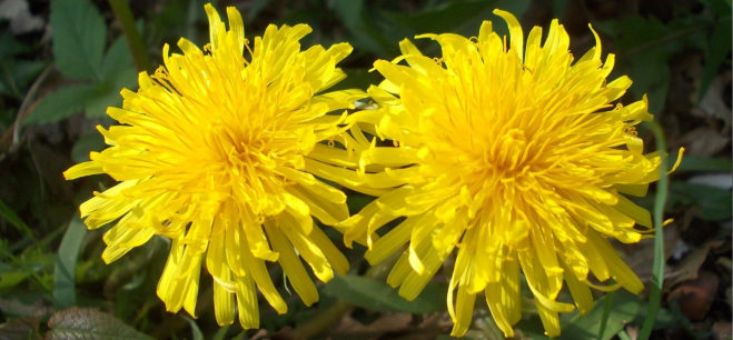 Yellow dandylion