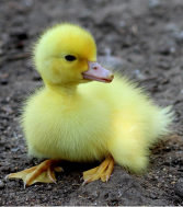 Yellow duck